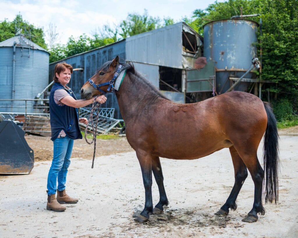 Dartmoor ponies and cows given reflective neckbands to prevent car collisions